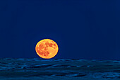The Full Moon rising on December 22, 2018, the day after the winter solstice, in a perfectly clear sky and over the distant horizon to the northeast over the snow-covered prairie. Some cows are grazing at left! The top edge of the Moon has a green rim and the bottom edge a red rim, from atmospheric refraction. But it made for a Christmas-coloured Moon ornament on the horizon! The dark lunar mare and even the bright rays splashing from Tycho at bottom are visible.