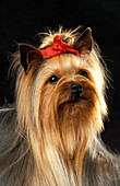 Yorkshire Terrier, Portrait eines Erwachsenen vor schwarzem Hintergrund