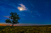 Orion (rechts), der an einem Augustmorgen im Grasslands National Park, Saskatchewan, am 26. August 2019 in den Morgenhimmel aufsteigt. Die abnehmende Mondsichel leuchtet links in den Wolken. Castor und Pollux in den Zwillingen sind links vom Baum zu sehen; Procyon geht rechts vom Baum auf. Aufgenommen von der Straße der zwei Bäume ist dies einer der Bäume!