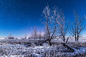 Der Orion geht im Mondlicht über einer verschneiten Landschaft hinter frostbedeckten kahlen Bäumen bei meinem Haus in Süd-Alberta auf, in einer sehr kalten und frostigen -20° C Nacht am 3. Januar 2017. Die Beleuchtung stammt von der zunehmenden Mondsichel.