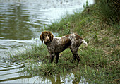 Pont Audemer Spaniel, a French Breed Dog
