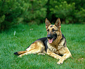 German shepherd Dog standing on Lawn