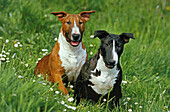 Englischer Bullterrier, Hunde sitzen auf Gras