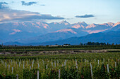 Grape vineyards & a winery in the Valle de Uco with the Andes Mountains behind. Tupungato, Mendoza Province, Argentina.