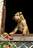 Irish Terrier Hund am Fenster
