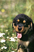 ROTTWEILER DOG, PUPPY STANDING NEAR FLOWER WITH TONGUE OUT