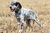 English Setter Hund im Feld stehend