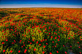 Meadow plenty of poppies, province of Seville, Andalusia, Spain
