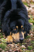 Tibetischer Mastiff Hund, erwachsen, liegend