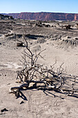 Ein abgestorbener Baum in der kargen Landschaft des Ischigualasto Provincial Park in der Provinz San Juan, Argentinien.