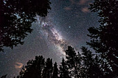 The summer Milky Way overhead and through the Summer Triangle stars in July, looking up through trees in Banff National Park at Herbert Lake. Deneb is at top left, Vega at top right, and Altair is at bottom. The bright Cygnus star cloud is obvious. As are the dark lanes in the Milky Way.