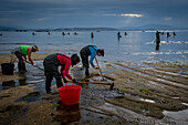 Shellfishing, workers collecting shellfish at the Arenal beach in the Ria of Arosa, in Pobra do Caraminal, Spain