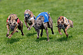 Whippet Dogs running, Racing at Track