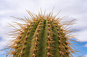 Detail der Stacheln eines Cardon-Kaktus, Trichocereus terscheckii, im Talampaya-Nationalpark, La Rioja, Argentinien.