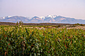 Grape vineyards with Cordon del Plata Range in the Andes Mountains behind. Near Tupungato, Mendoza Province, Argentina.
