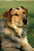 Portrait of Male Dog