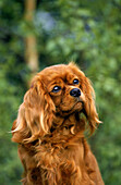 CAVALIER KING CHARLES SPANIEL