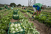 Volunteers of the NGO Espigoladors, gleaning the field to obtain food for families in vulnerable situations, in Fields of Sant Boi de Llobregat, spain