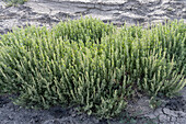 Shadscale Saltbrush, Atriplex confertifolia, in the Caineville Desert near Hanksville, Utah.