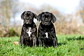 Cane Corso, eine Hunderasse aus Italien, Welpen sitzen auf Gras
