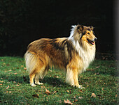 Collie-Hund auf Gras stehend