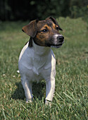 Jack Russell Terrier steht auf einer Wiese