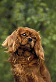 Cavalier King Charles Spaniel, Porträt eines Hundes