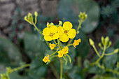 Gelbe Kelche oder Sonnenblumen, Chylismia brevipes, blühen in der Nähe von Factory Butte in der Caineville Wüste, nahe Hanksville, Utah.
