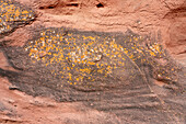 Bunte Flechten auf dem Sandstein aus der Triaszeit in der Shimpa-Schlucht im Talampaya-Nationalpark, La Rioja, Argentinien.