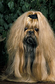 Shi Tzu Hund, erwachsen mit langem Haar