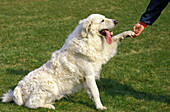 Kuvasz, fettleibiger Hund, der mit der Pfote nach seinem Besitzer taucht