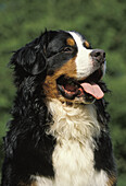 Berner Sennenhund, Portrait eines Erwachsenen mit herausgestreckter Zunge