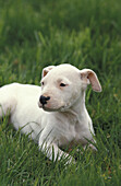Argentinischer Mastiff Hund (Alte Standardrasse mit abgeschnittenen Ohren), Welpe
