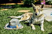 Porträt eines Wolfshundes, der im Garten eines Hauses im Freien auf dem Gras liegt und neben einem Hut in die Kamera blickt.