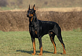 Männlicher Dobermann-Rüde oder Dobermann-Pinscher, alte Standardrasse mit abgeschnittenen Ohren