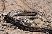 Eine Mousehole Snake, Philodryas trilineata, sonnt sich im El Leoncito National Park in Argentinien.