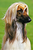 Afghanischer Windhund, Porträt eines Hundes