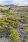 Palmer's Bee Plant & Low Scorpionweed blühen in der Caineville Wüste nahe Hanksville, Utah. Dahinter sind die Henry Mountains zu sehen.
