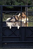 Collie-Hund bewacht Haus