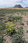 Intermountain Scorpionweed und Yellow Cups in Blüte in der Caineville Wüste bei Factory Butte, nahe Hanksville, Utah.