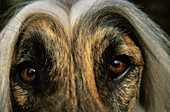 Afghanischer Windhund, Nahaufnahme des Kopfes