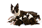 Boston Terrier Dog, Mother and Pups suckling against White Background