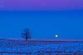 The rising nearly Full Moon of December 19, 2021, above a snowy prairie scene with a lone tree, and with the cold blue twilight lighting the snow, contrasting with the pink of the Belt of Venus above.
