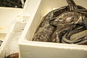 Europäischer Meeraal (Conger conger), Abteilung Fisch und Meeresfrüchte, in Mercabarna. Barcelonas zentrale Märkte. Barcelona. Spanien
