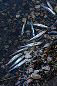 Tote Fische, die durch Sauerstoffmangel und steigende Wassertemperaturen getötet wurden, treiben in einem Stausee bei Villa San Agustin in der Provinz San Juan, Argentinien.