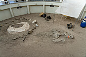 Eine Nachbildung eines Dinosaurier-Ausgrabungslagers im William Sill Museum im Ischigualasto Provincial Park, San Juan, Argentinien. Echte Dinosaurierknochen sind dort ausgestellt, wo sie teilweise ausgegraben wurden.