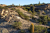 Cardon-Kaktus, Trichocereus terscheckii, im Ischigualasto Provincial Park in der Provinz San Juan, Argentinien.