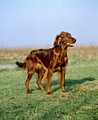 Irish Setter oder Red Setter Hund