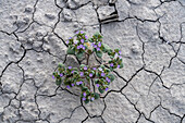 Low Scorpionweed or Intermountain Scorpionweed blooming in cracked Blue Gate Shale. Caineville Desert, Hanksville, Utah.
