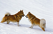 Island oder Isländischer Schafhund, Hunde im Schnee stehend